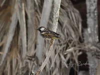 Spaanse mus [Passer hispaniolensis]